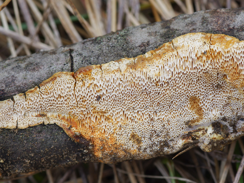 Perenniporia meridionalis